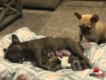 Ράτσα: Γαλλικό Μπουλντόγκ - Bulldog | Ηλικία: 3 μηνών | Φύλο: Θηλυκό | Αρ. Microchip: 985113009876644 | Ιδιώτης | Εκπαιδευμένο | Pedigree | Περιοχή: Αθήνα, Αττική